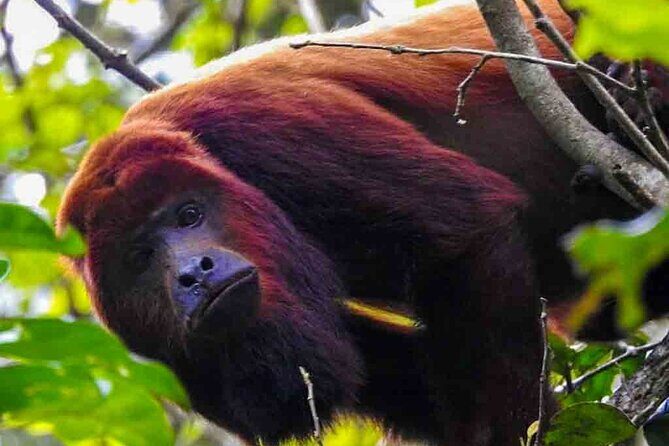 Slow Travel from Quito to Cuyabeno Amazon - Frequently Asked Questions