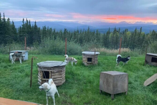 Sluice Box Kennel Experience - An In-Depth Look at the Sluice Box Kennel Experience