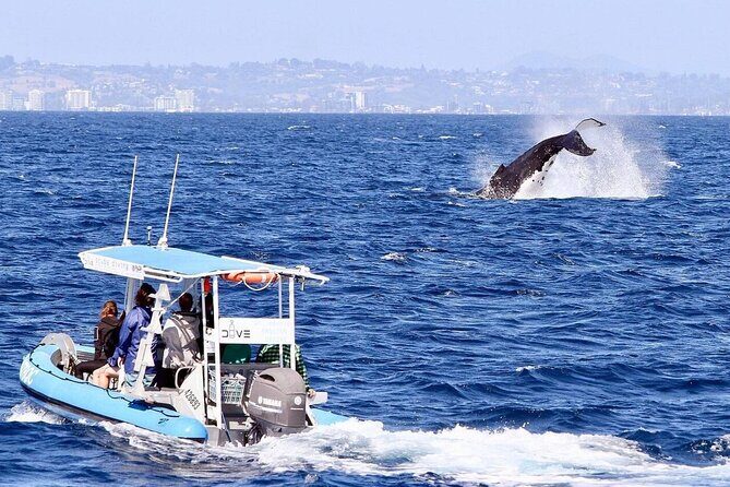 Small Boat Whale Watching Tour in Gold Coast - The Details: An In-Depth Look at the Small Boat Whale Watching Experience