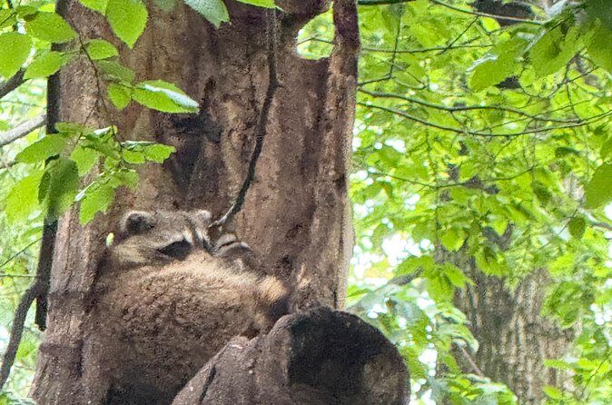 Small Group 2 Hours Walking Tour of Central Park - up to 8 people - FAQs