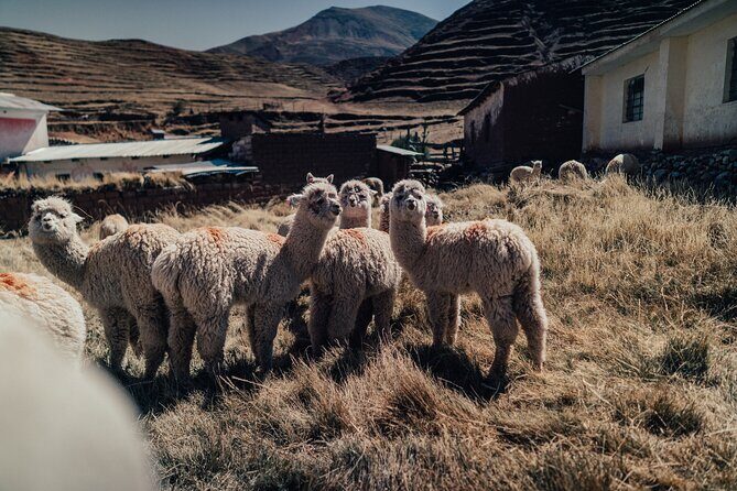 Small-Group 3-day Cusco Tour to Sacred Valley, Machu Picchu & Rainbow Mountain - FAQs