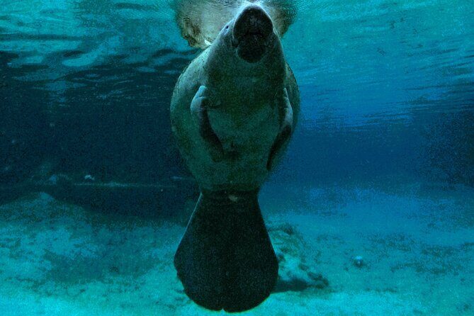 Small Group 6 Passenger Manatee Swim - The Guides and Their Expertise: Why It Matters