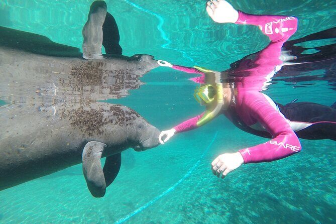Small Group 6 Passenger Manatee Swim - Practical Tips for Your Visit