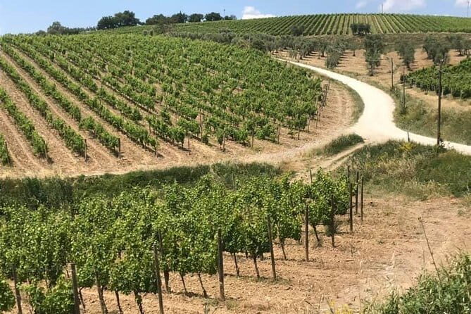 Small group (7) Chianti-side wine tour with Mercedes V class Van - FAQ