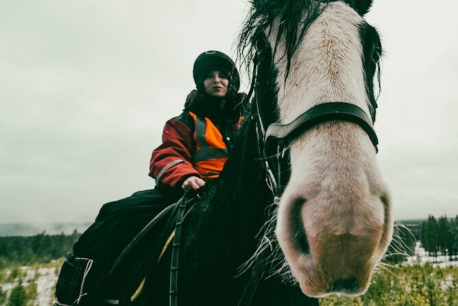 Small-Group Arctic Circle Horse Riding from Rovaniemi - Discover Lapland with a Small-Group Arctic Circle Horse Ride from Rovaniemi