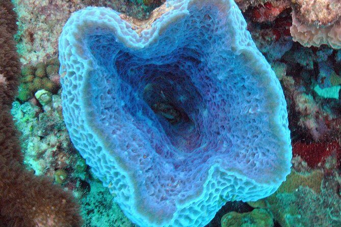 Small-Group Aruba Scuba Diving for Non-Certified Divers - Small-Group Aruba Scuba Diving for Non-Certified Divers