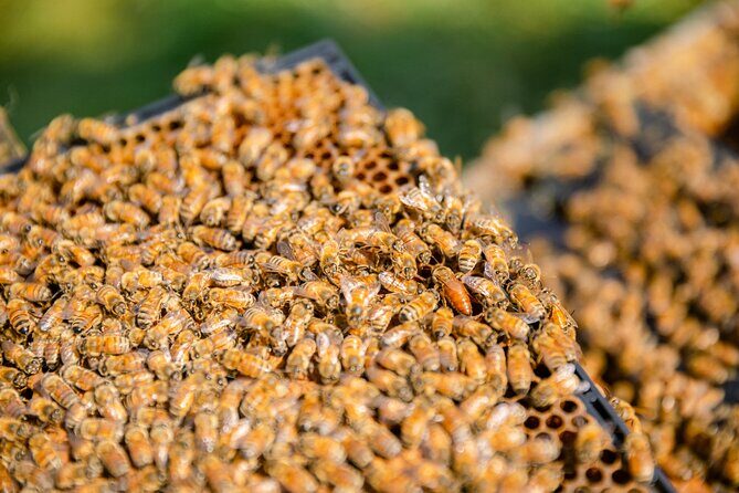 Small-Group Beekeeping Experience in Tauherenikau - FAQ