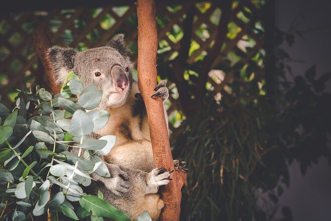Small Group Blue Mountains Wildlife & Bushwalk Tour From Sydney - FAQ