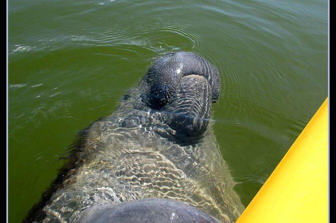 Small Group Boat, Kayak and Walking Guided Eco Tour Everglades - A Full-Flavor Everglades Experience: Boat, Kayak, and Walk in a Small-Group Setting