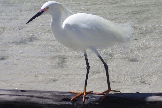 Small Group Boat, Kayak and Walking Guided Eco Tour Everglades - The Practical Side: Price, Duration, and Value