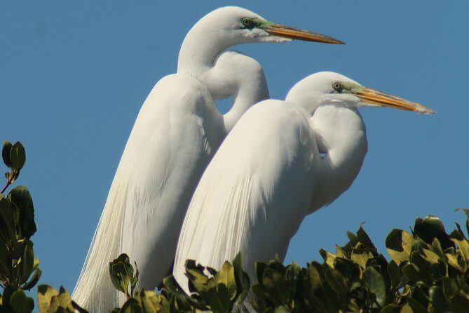 Small Group Boat, Kayak and Walking Guided Eco Tour Everglades - FAQ