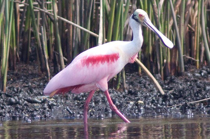 Small Group Boat, Kayak and Walking Guided Eco Tour Everglades - Final Thoughts: Is It Worth It?