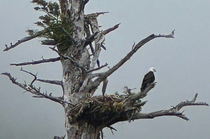 Small Group Boat Tour of Sitka - Exploring Sitka’s Coastline: A Deep Dive into the Tour