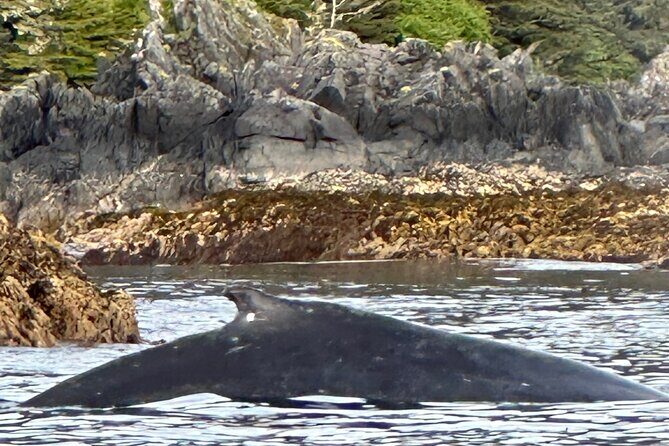 Small Group Boat Tour of Sitka - Analyzing the Price and Experience