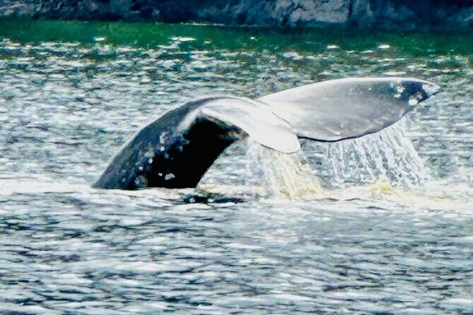 Small Group Boat Tour of Sitka - The Sum Up