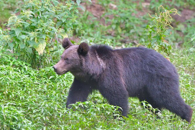 Small-Group Brown Bear-Watching Experience from Brasov - The Experience in Detail