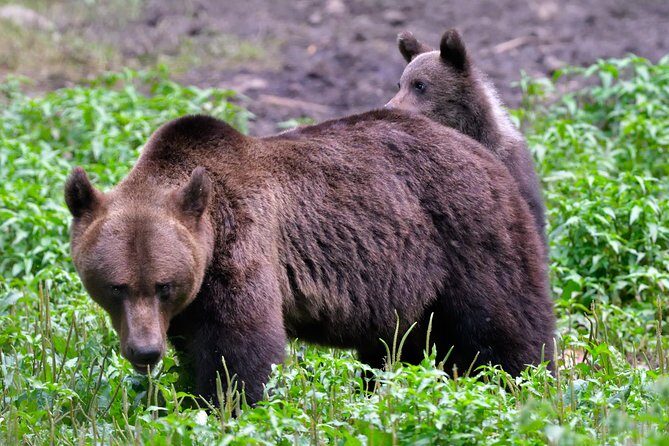 Small-Group Brown Bear-Watching Experience from Brasov - Who Should Book This Tour?