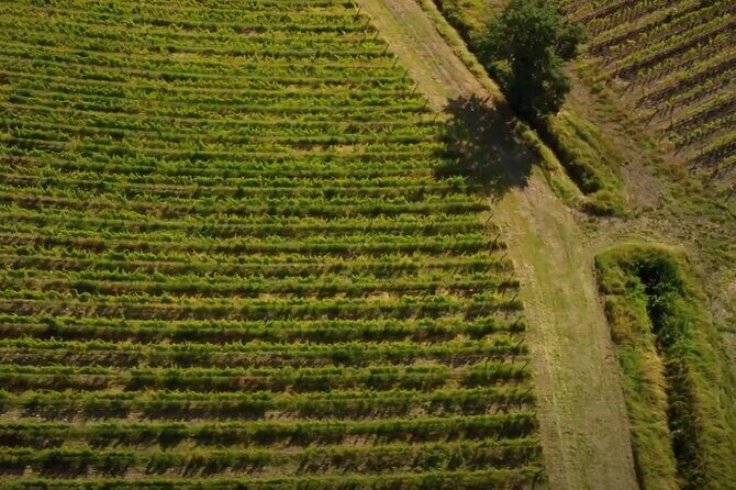 Small group Brunello di Montalcino Wine Tour from Siena - Key Points