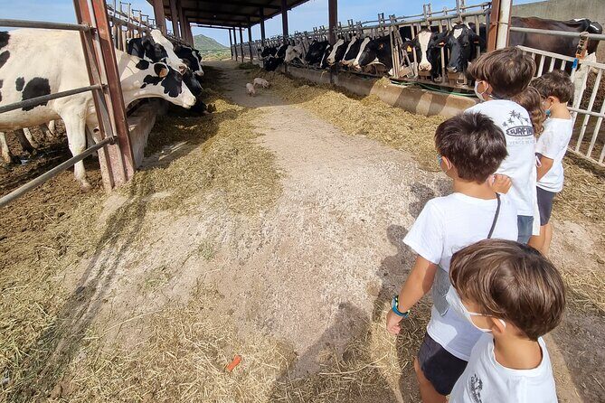 Small Group Cheese Making and Tasting from the Island of Baleares - Key Points