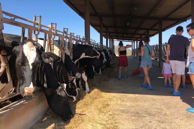 Small Group Cheese Making and Tasting from the Island of Baleares - Who Will Love This Tour?