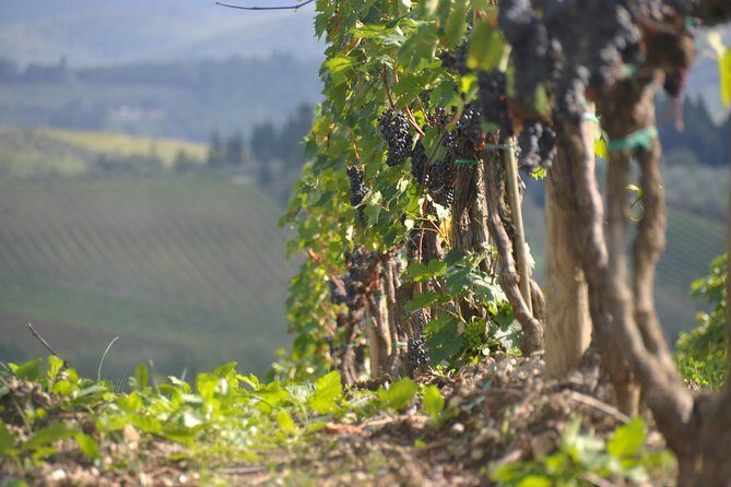 SMALL GROUP Chianti 2 wineries & lunch (max 8 people) - FAQs