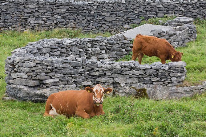 Small Group - Cliffs Cruise, Aran Islands AND Connemara in One Day from Galway - Final Note