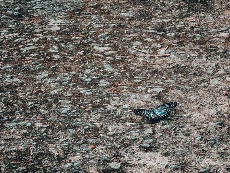 Small Group: CucPhuong National Park 1 day pick up Ninh Binh - Key Points