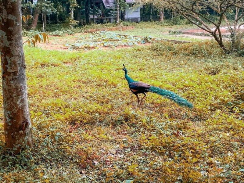 Small Group: CucPhuong National Park 1 day pick up Ninh Binh - The True Value of This Experience