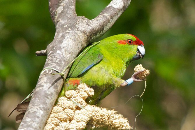 Small Group Daytime 2-Hour Eco Wildlife Tour at Zealandia - A Deep Dive into the Zealandia Experience
