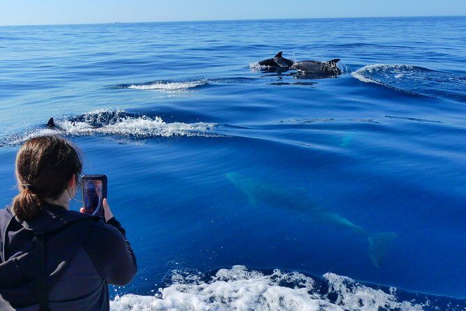 Small Group Dolphin and Wildlife Watching Tour in Faro - The Experience from a Travelers Perspective