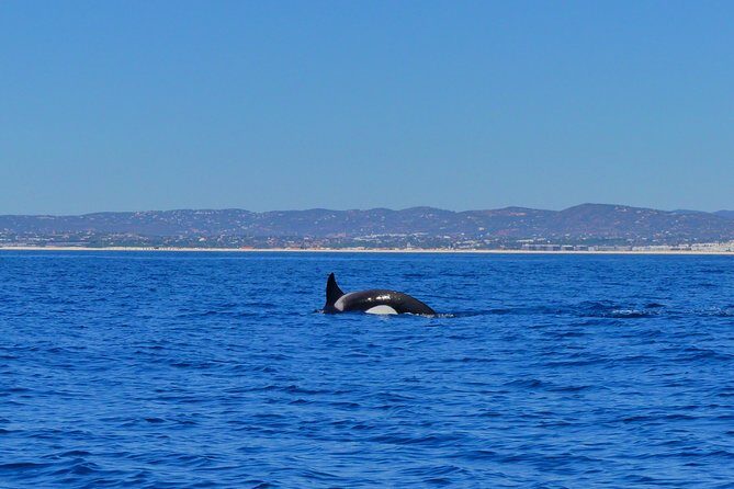 Small Group Dolphin and Wildlife Watching Tour in Faro - Who Should Book This Tour?