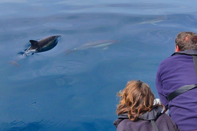 Small Group Dolphin and Wildlife Watching Tour in Faro - FAQ about the Faro Dolphin & Wildlife Tour