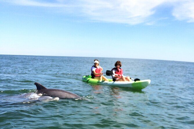 Small Group Dolphin Kayak Eco-Tour - Who Should Consider This Tour?
