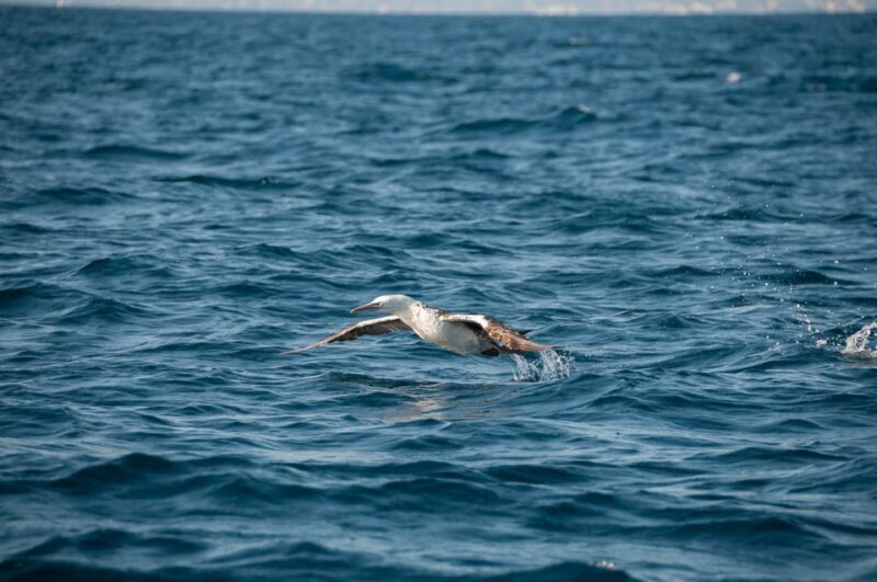 (Small Group) Dolphin & Marine Wildlife Watching Tour - Exploring the Algarve’s Marine Wonderlands