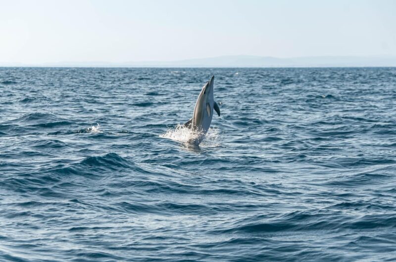 (Small Group) Dolphin & Marine Wildlife Watching Tour - Authenticity and Experience Quality