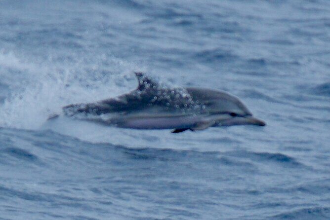 Small Group Dolphin Sunset Tour on Electric Sailing Boat Denia - An In-Depth Look at the Denia Dolphin Sunset Tour