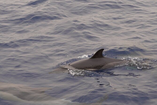 Small Group Dolphin Sunset Tour on Electric Sailing Boat Denia - Final Thoughts