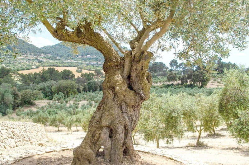 Small group- Exclusive Olive Oil & Wine Tour Mallorca - Discover Mallorca’s Authentic Flavors with a Small-Group Olive Oil & Wine Tour