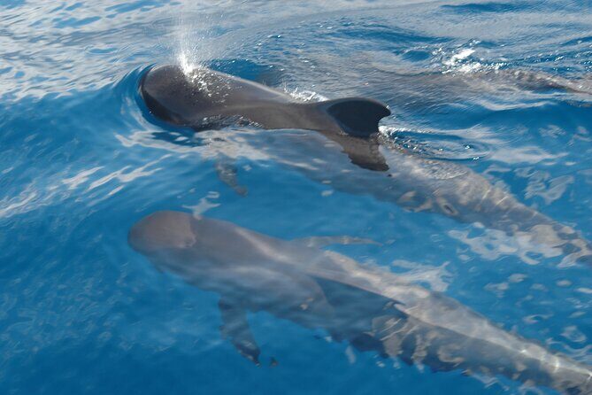 Small Group Excursion Whales and Dolphin Watching Los Gigantes - What to Expect on the Trip