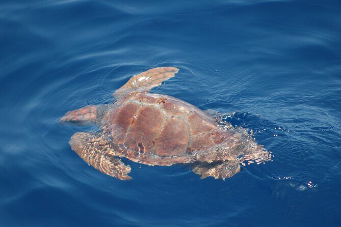 Small Group Excursion Whales and Dolphin Watching Los Gigantes - Frequently Asked Questions