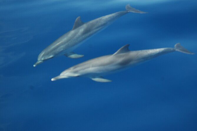 Small Group Excursion Whales and Dolphin Watching Los Gigantes - Final Thoughts