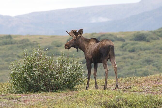 Small-Group Flight Denali National Park Tour with Guided Hike - Why This Tour is Worth Considering