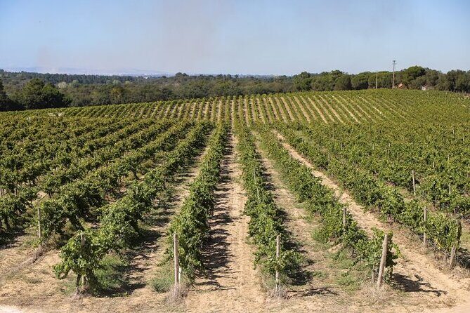 Small Group Full-Day Arrábida Wine Tour and Food Tasting - The Value of This Experience