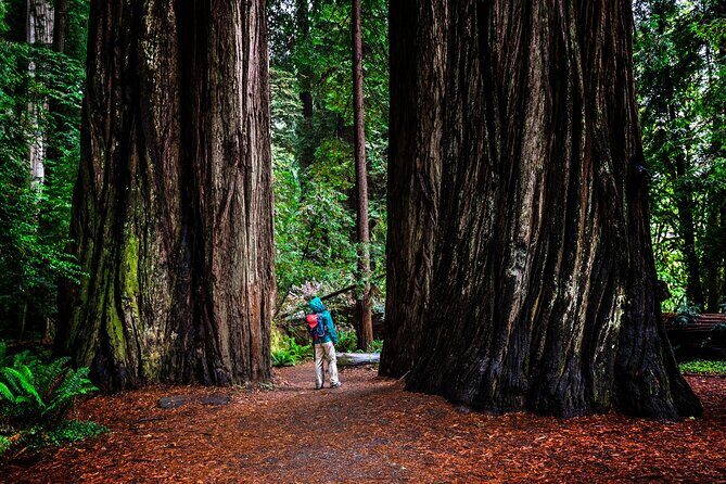Small-Group Giant Redwoods and Russian River Wine Country Trip - The Few Downsides