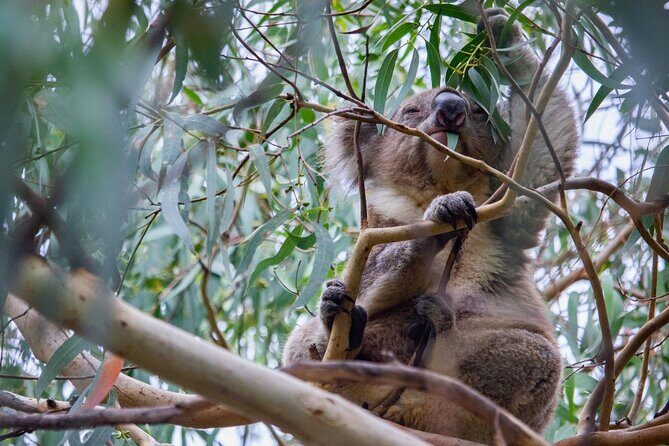 Small-Group Great Ocean Road Classic Day Tour from Melbourne - Key Points
