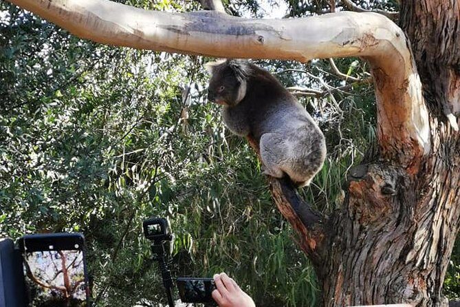 Small-Group Great Ocean Road Day Trip from Melbourne - Frequently Asked Questions