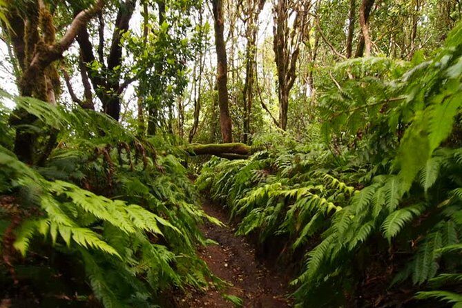 Small Group Guided Hiking in Anaga Rural Park in Tenerife - Exploring the Anaga Rural Park: A Guided Small-Group Hike