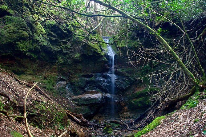 Small Group Guided Hiking in Anaga Rural Park in Tenerife - Key Points