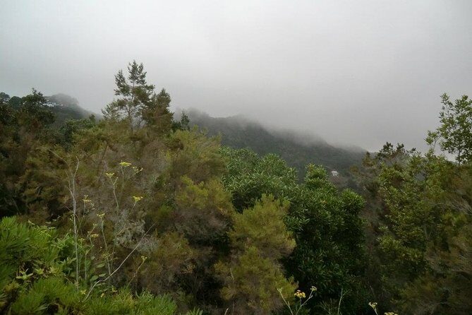 Small Group Guided Hiking in Anaga Rural Park in Tenerife - Who Will Love This Tour?