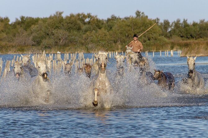 Small group half day Camargue and rosé wine tour from Montpellier - Why This Tour Might Be Perfect for You